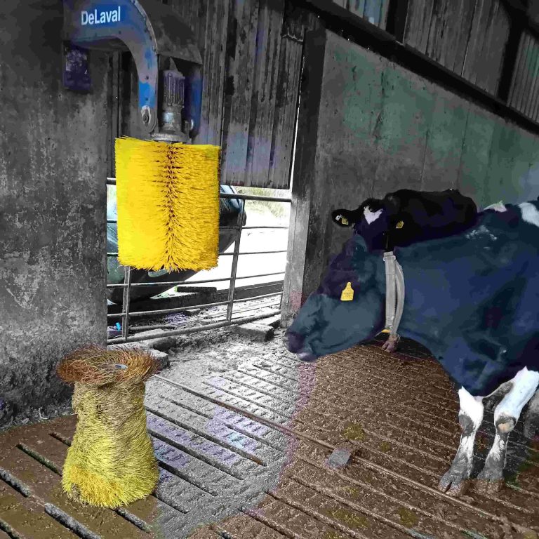 A well loved DeLaval Brush next to its replacement
