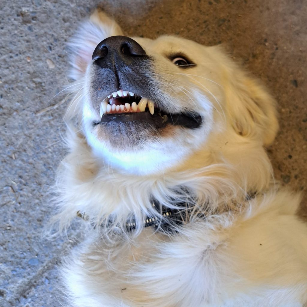 Sammy